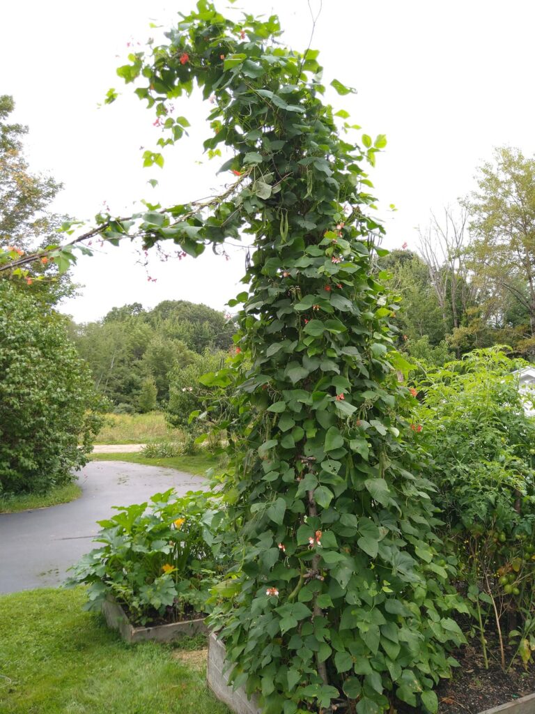 He grew too close to the sun...