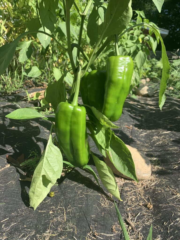 Pepper ID please Pepper ID please