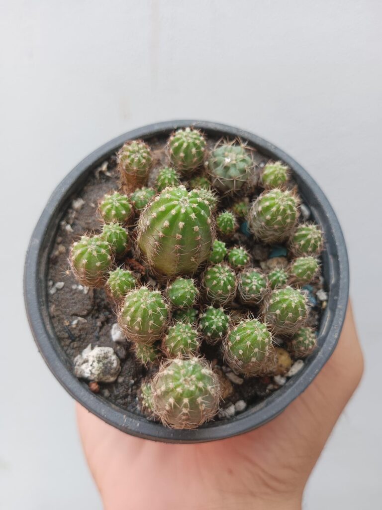 Id please