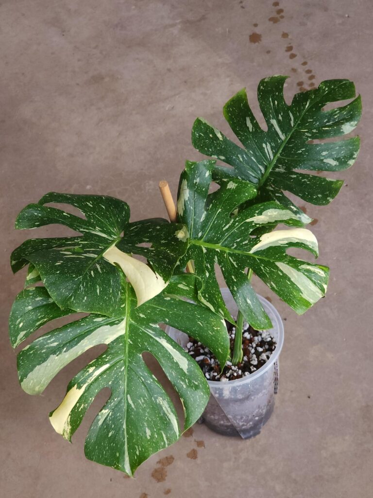 Finally brought this beast back home!