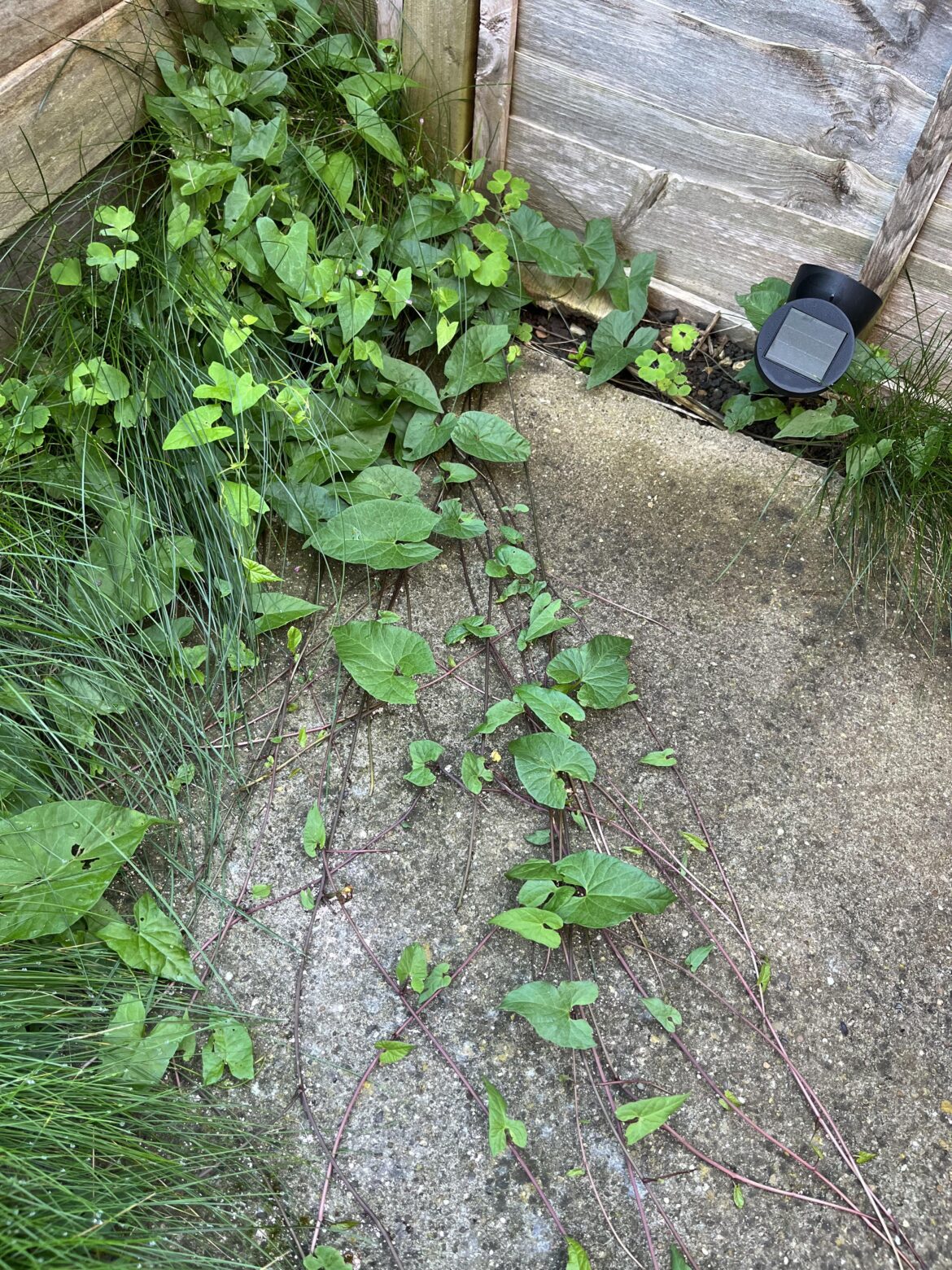 Does anyone recognise this weed?