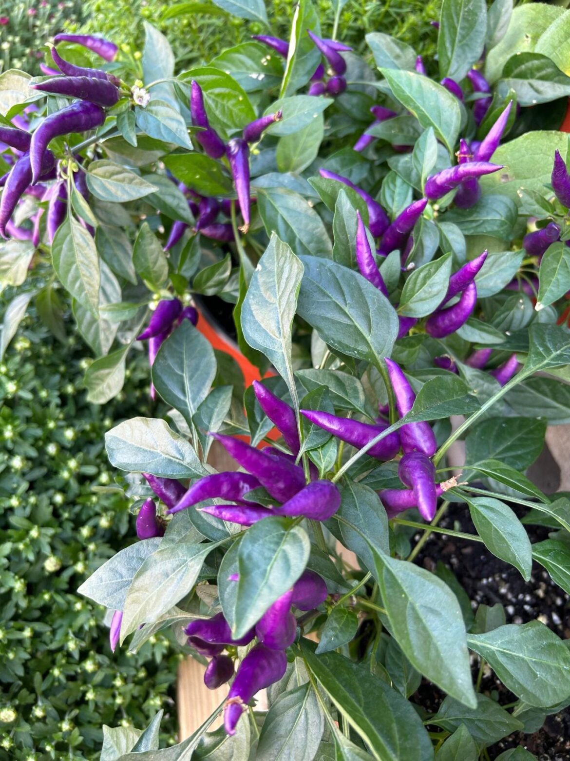 What is this mystery plant in the garden? Massachusetts