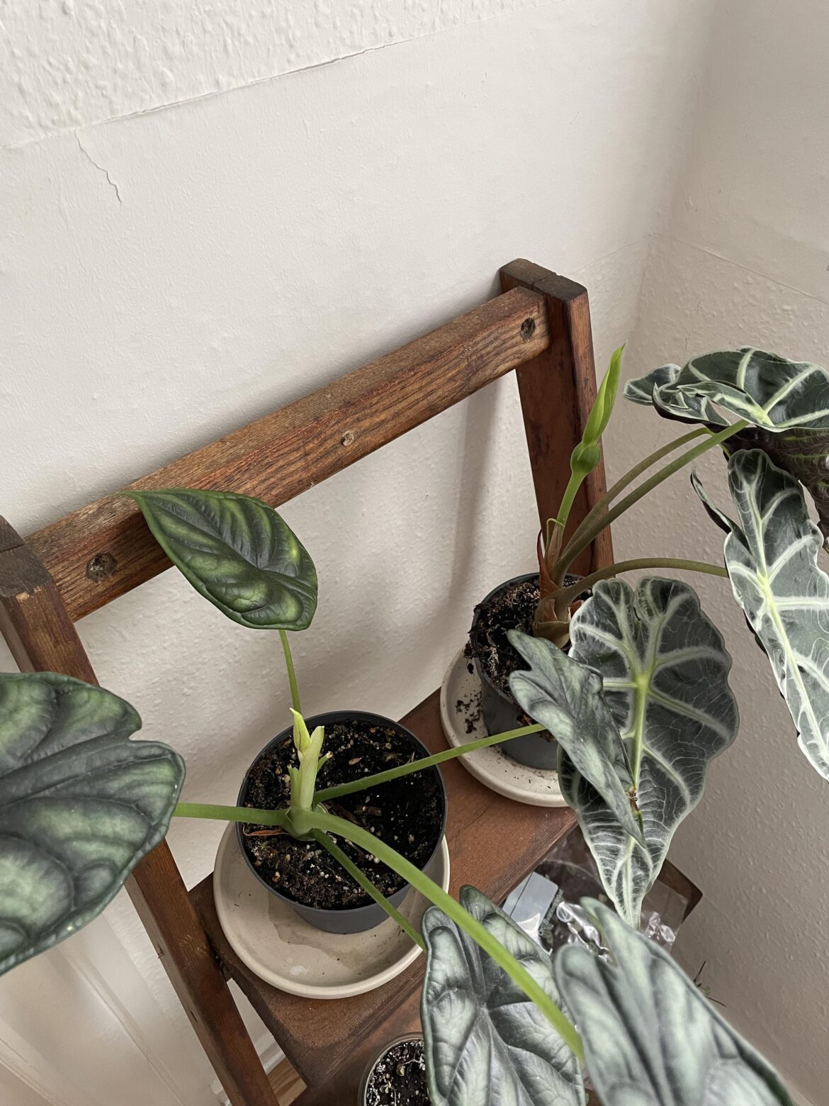These are my first alocasias. Should i cut the flowers off or leave them?