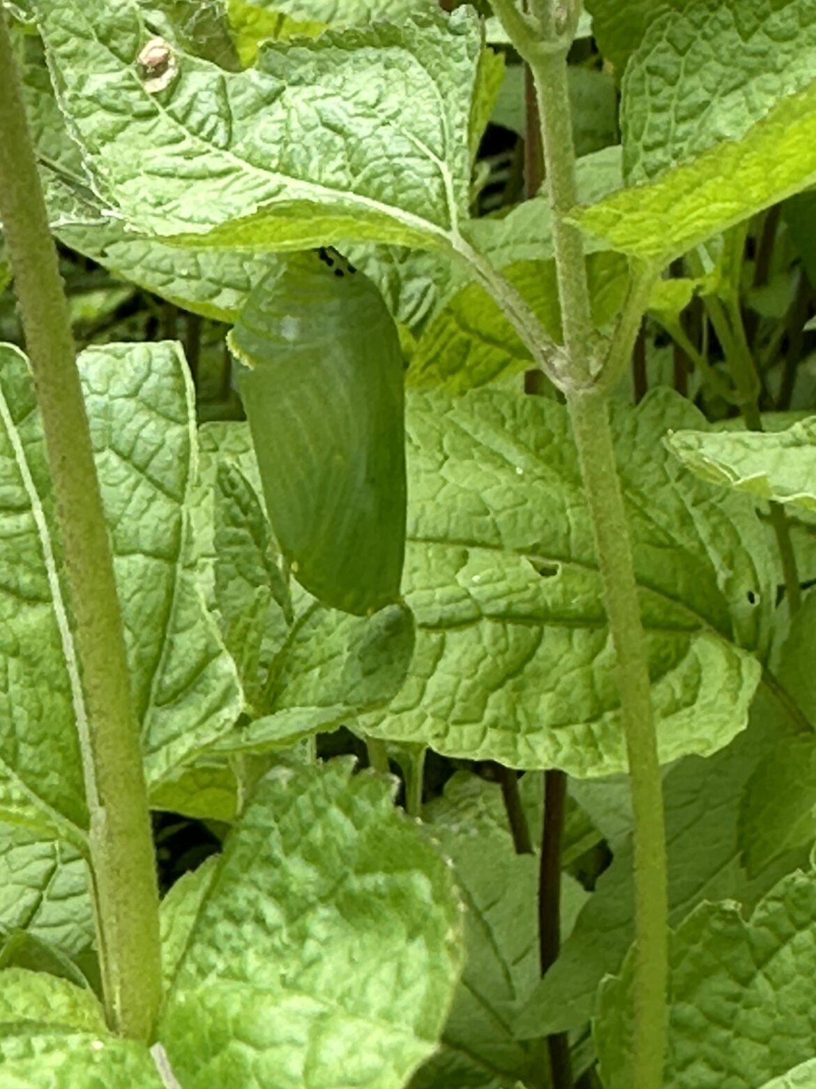 Update to my caterpillar!