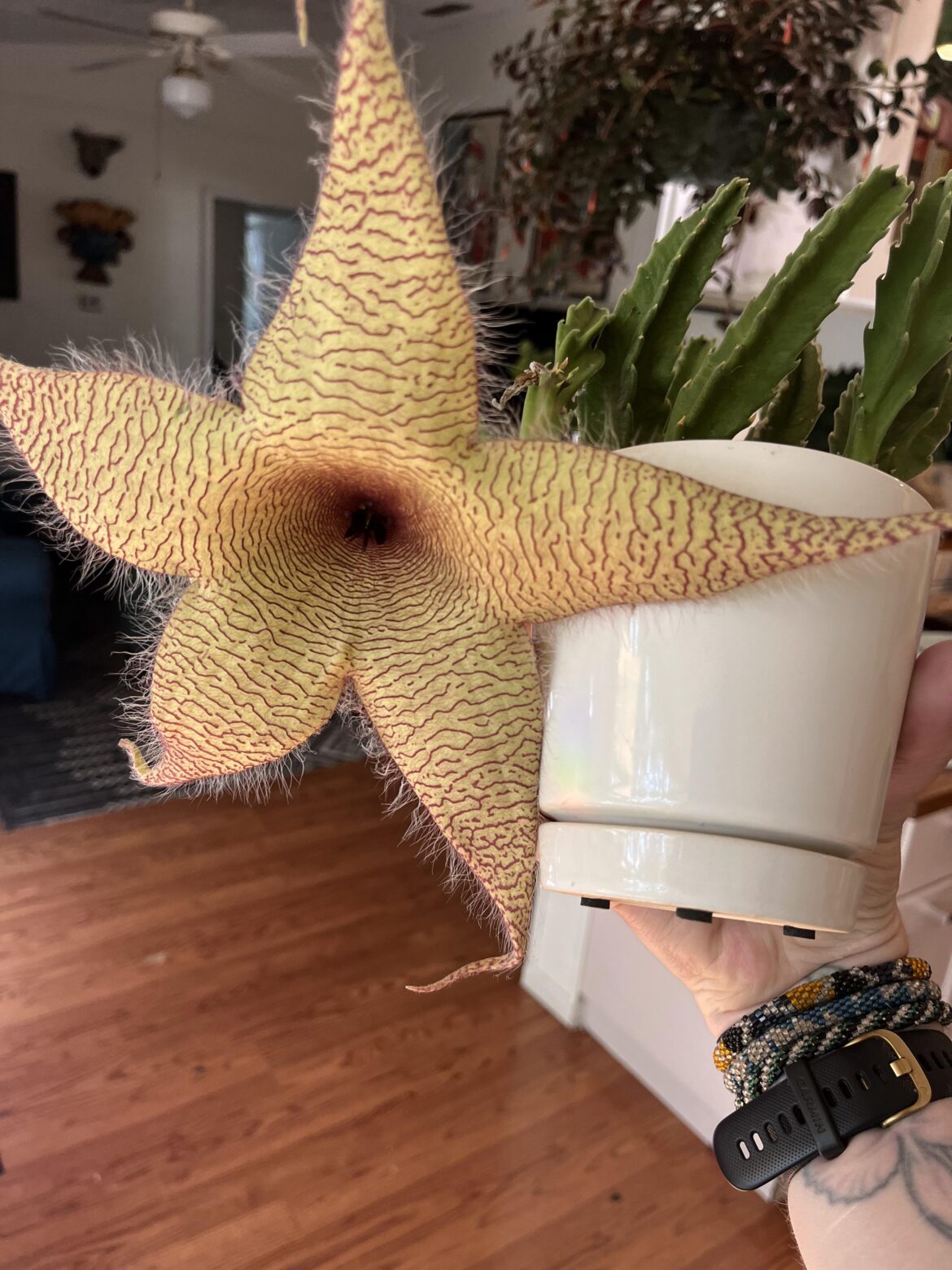 It bloomed! And it smells terrible!