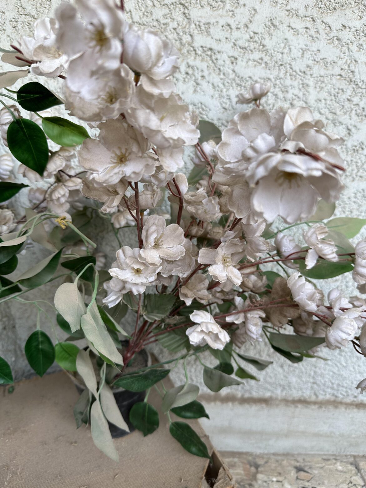 Can I rescue this plant? (Mountain laurel)