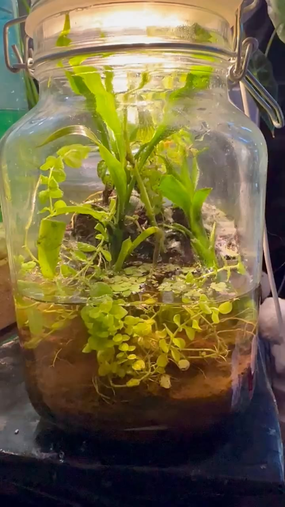 The jar paludarium is over a year old. It still has springtails, bladder snails and limpets in there.