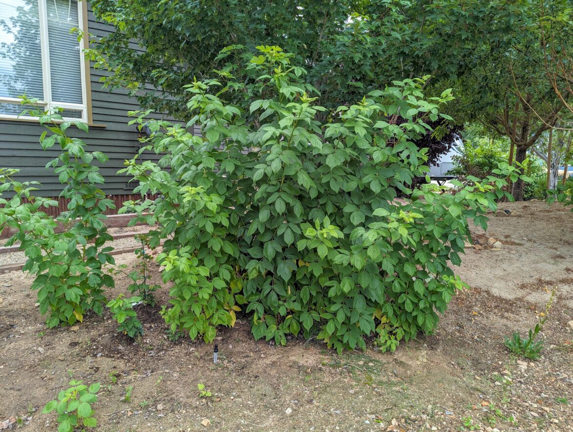 Giant Raspberry Bush, No Sign of Berries: How to Care for It