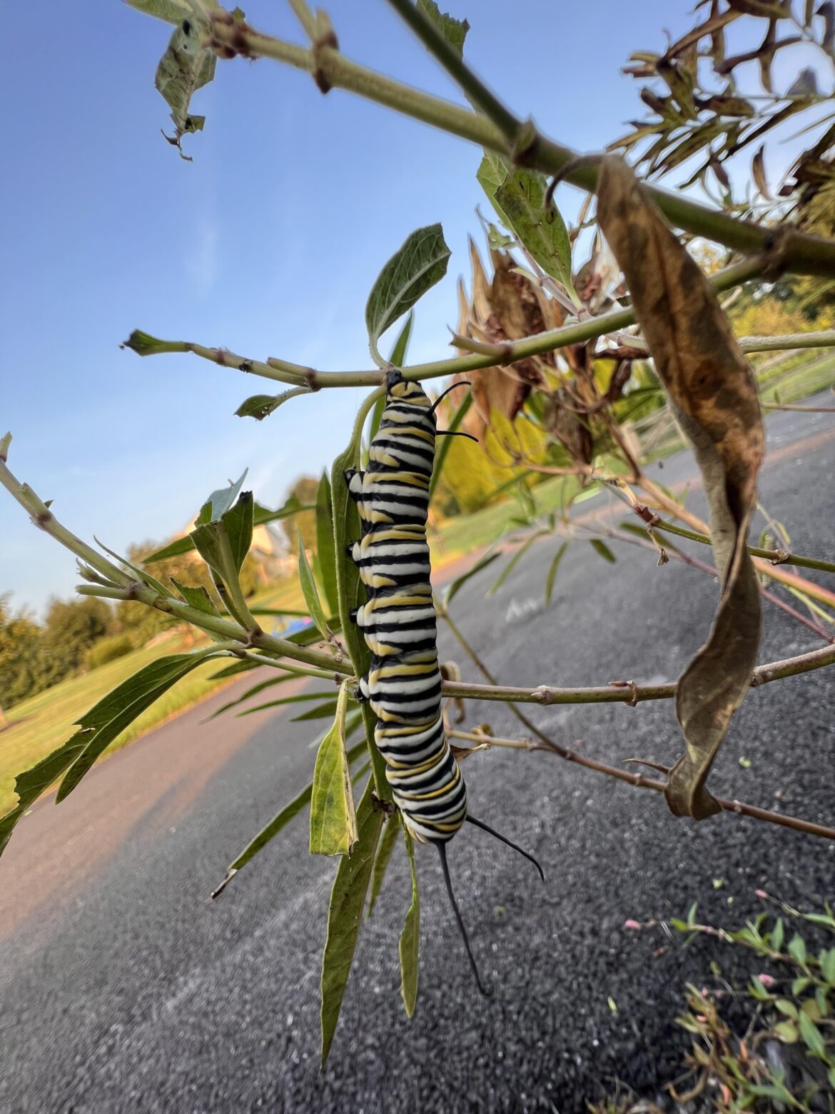 In awe of the size of this lad…..