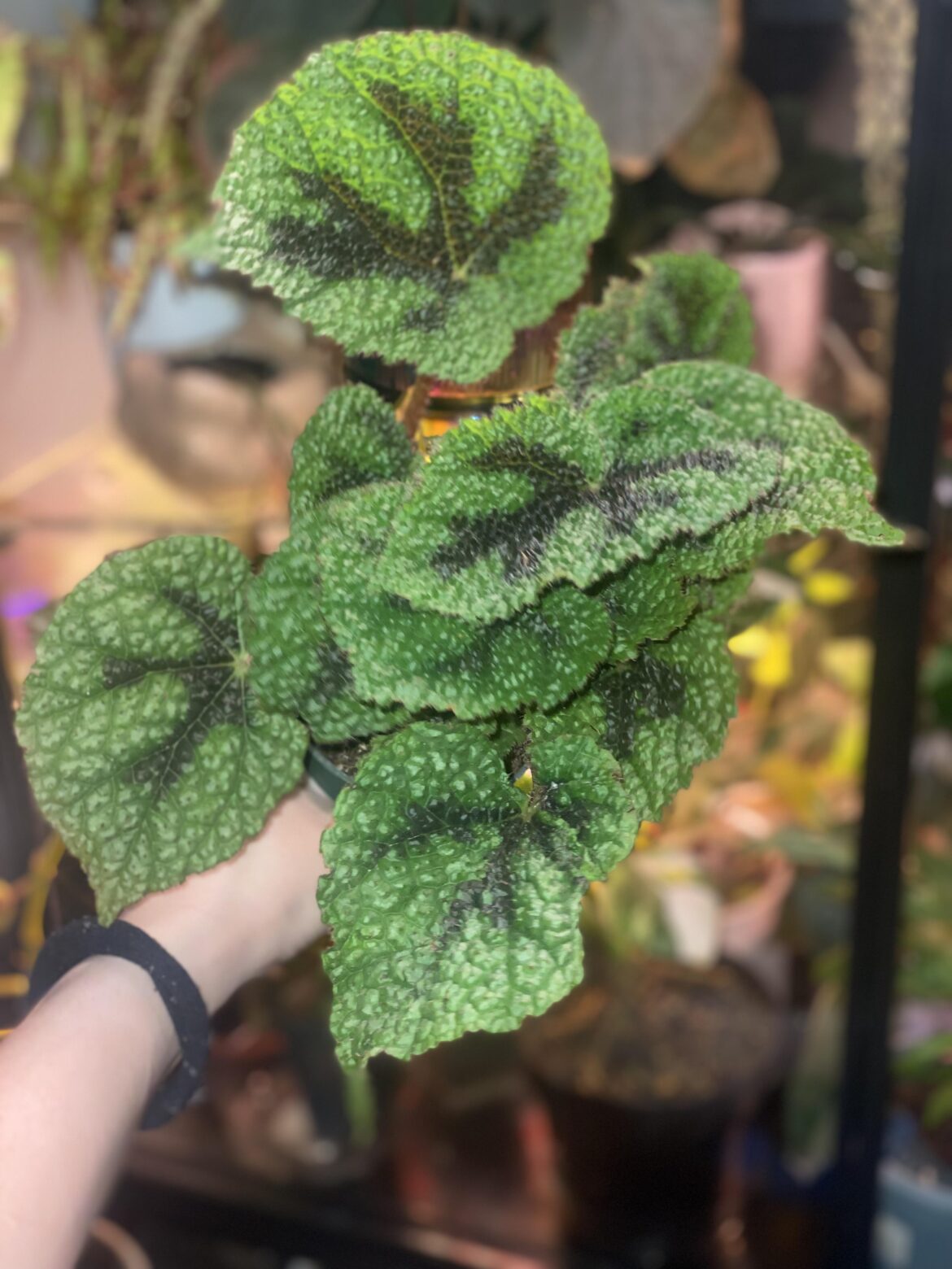 So obsessed with the leaf texture. I can pet it all day!