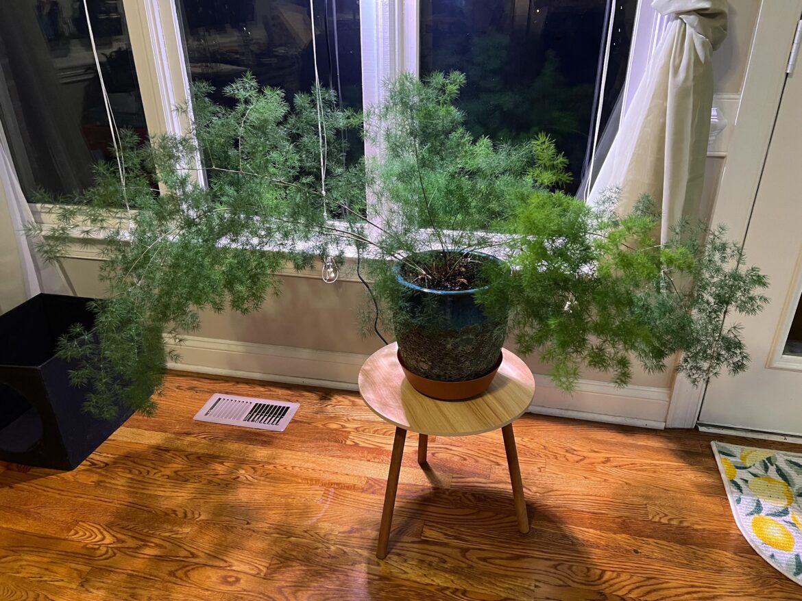 This is my Ming Fern This is my Ming Fern