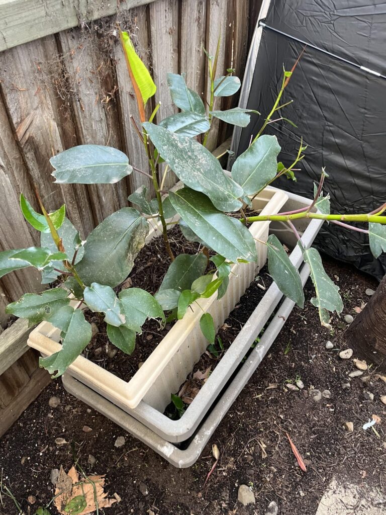 What is this plant? What is this plant?