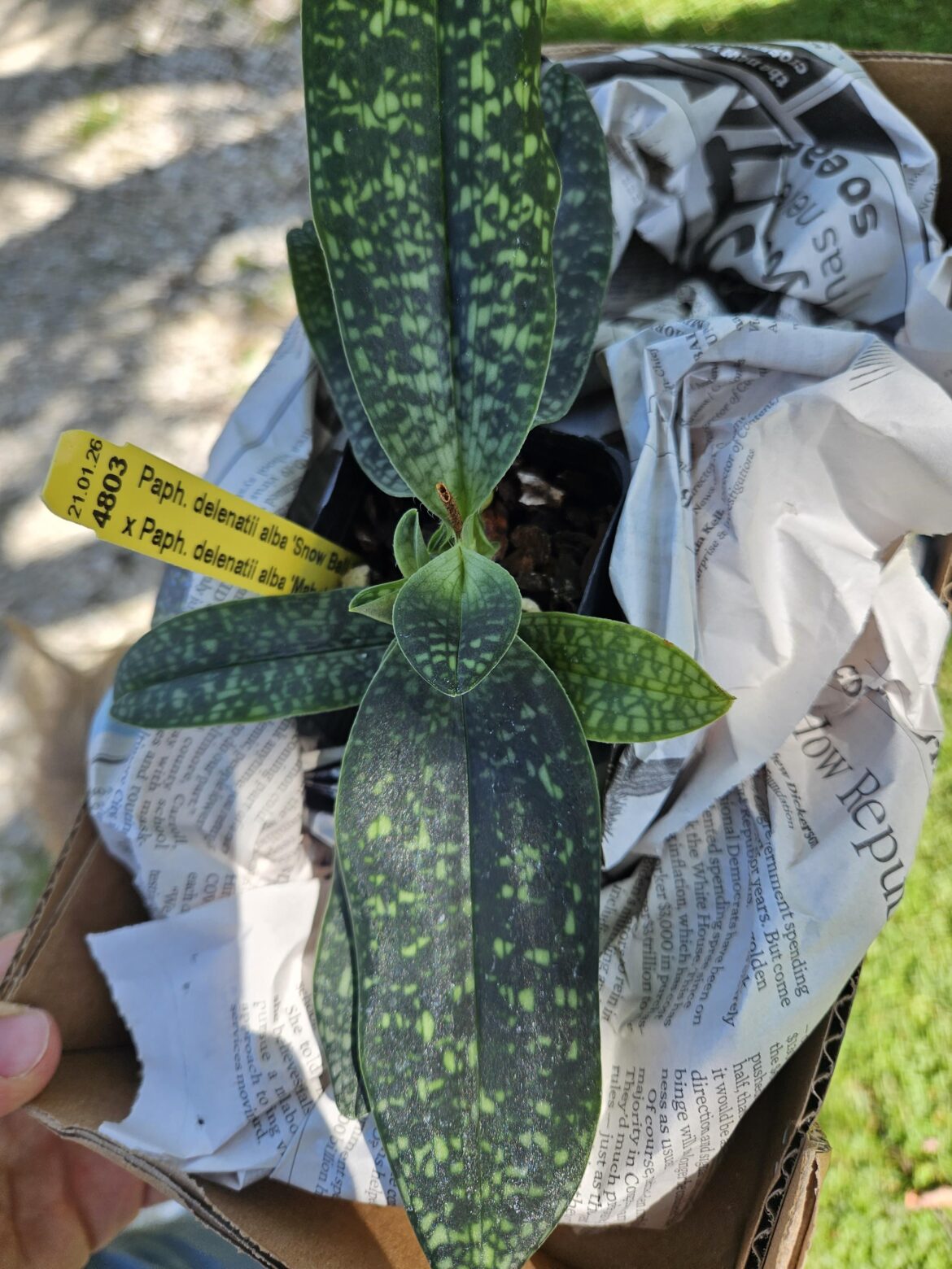 A little paph delenatii alba followed me home from a greenhouse today...