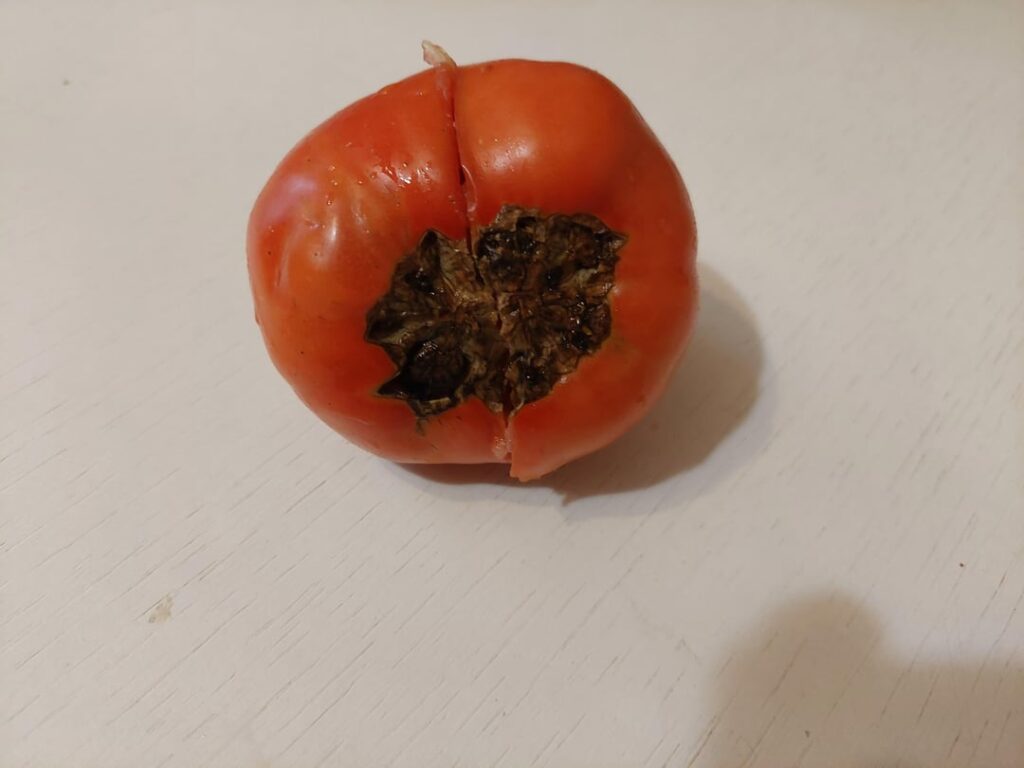 What's up with our ox-heart tomatoes?