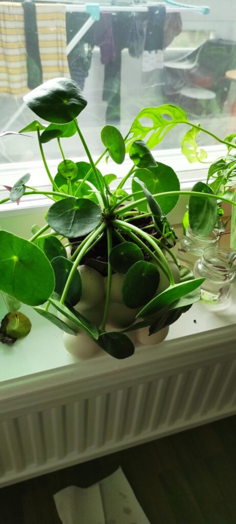 What is wrong with my guy:(