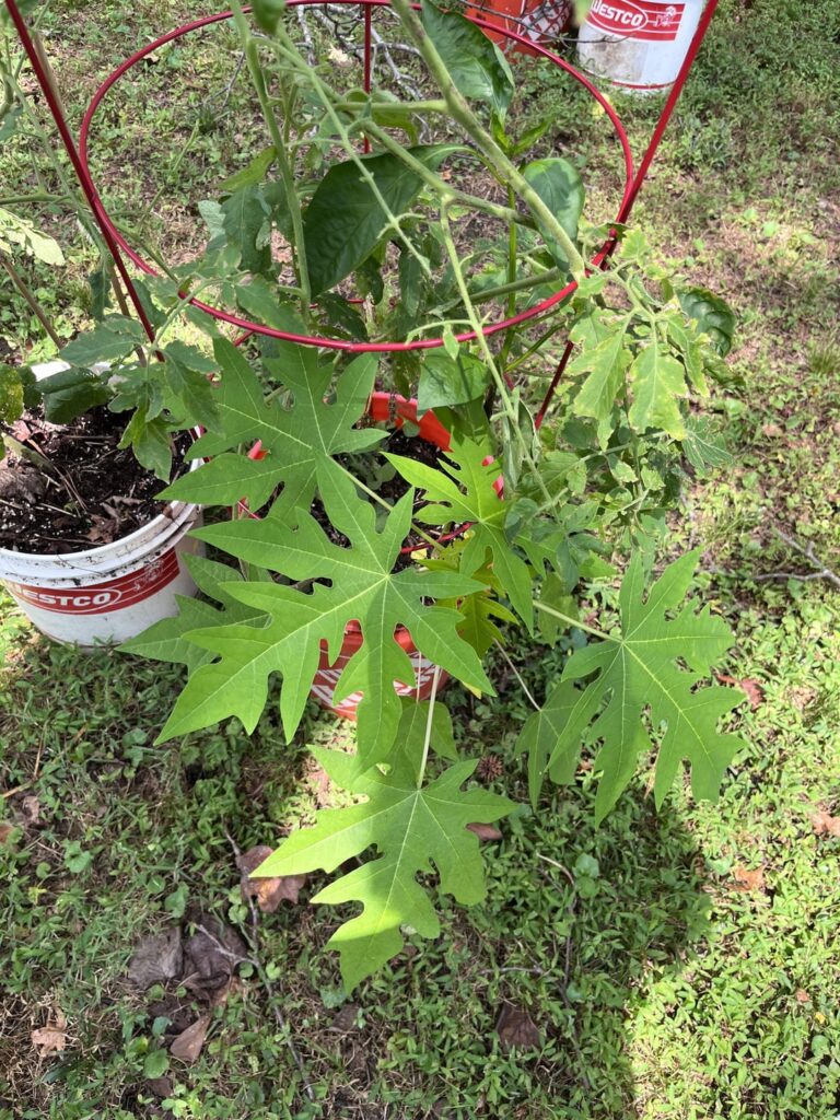 What volunteer popped up in my tomato bucket?