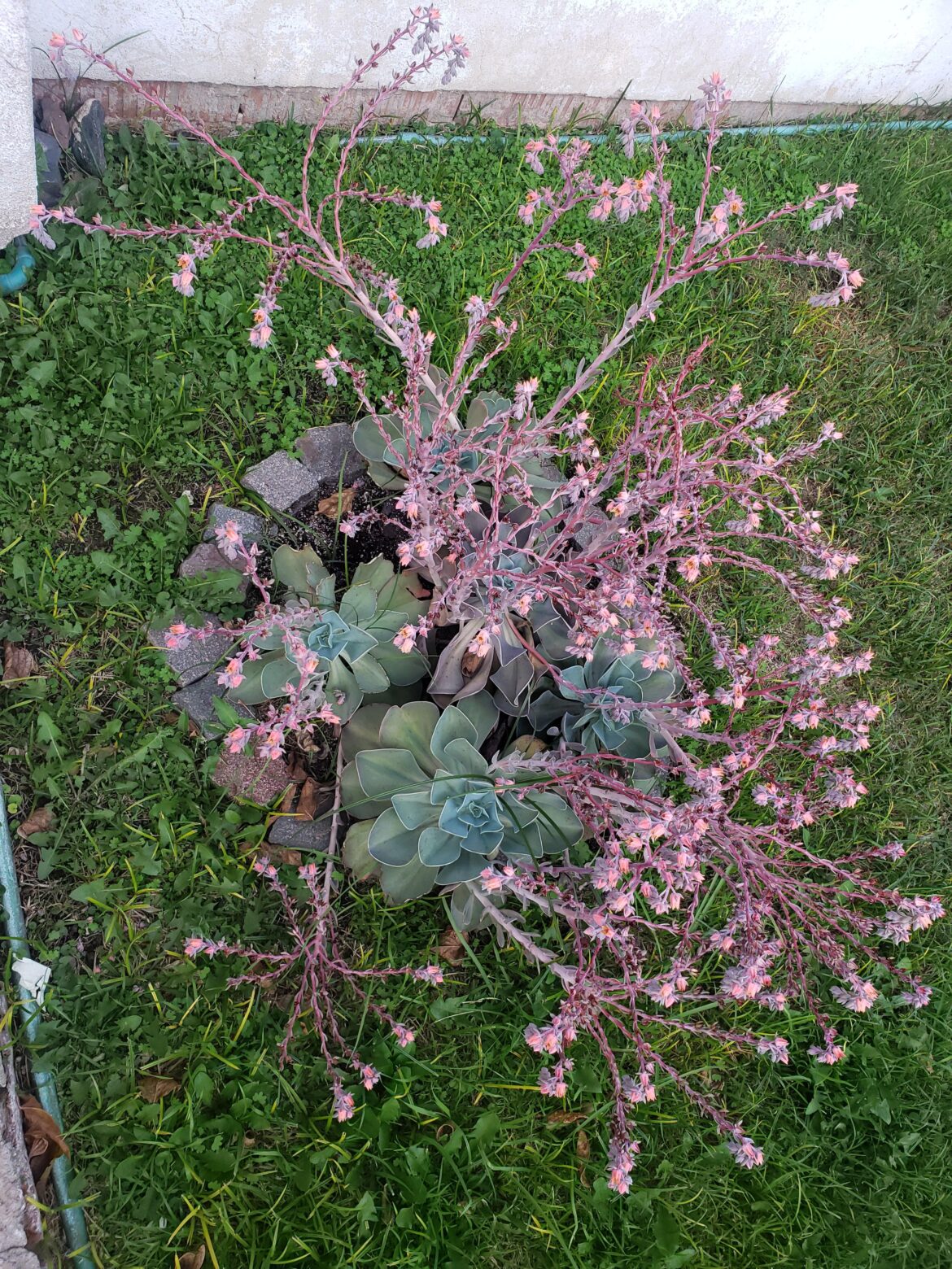 My neighbor's succulent