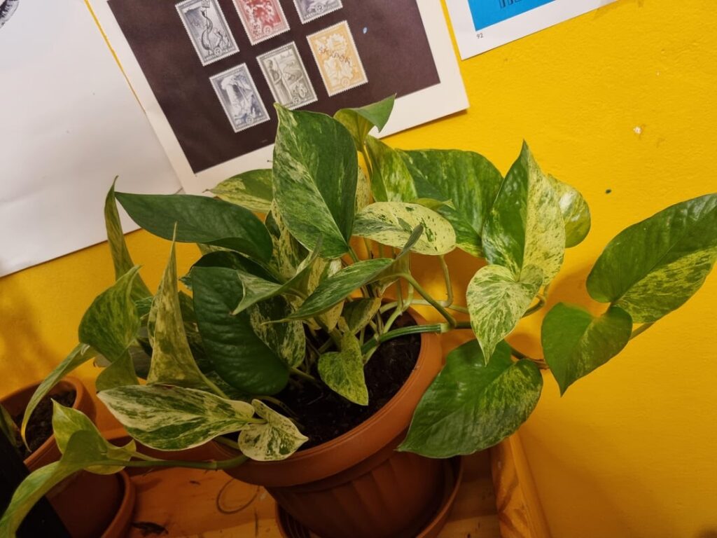 Why do I have to prune pothos plant? And why?