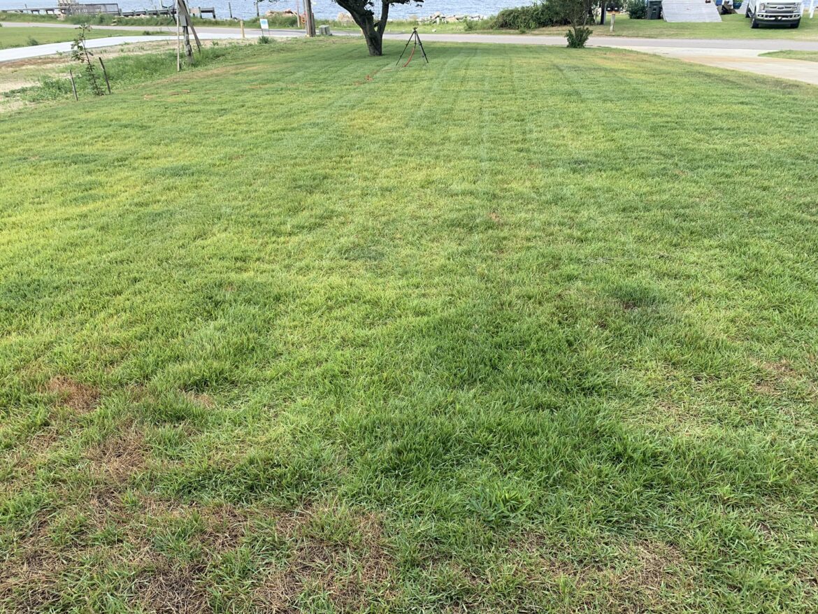 Lawn on sandy “soil”