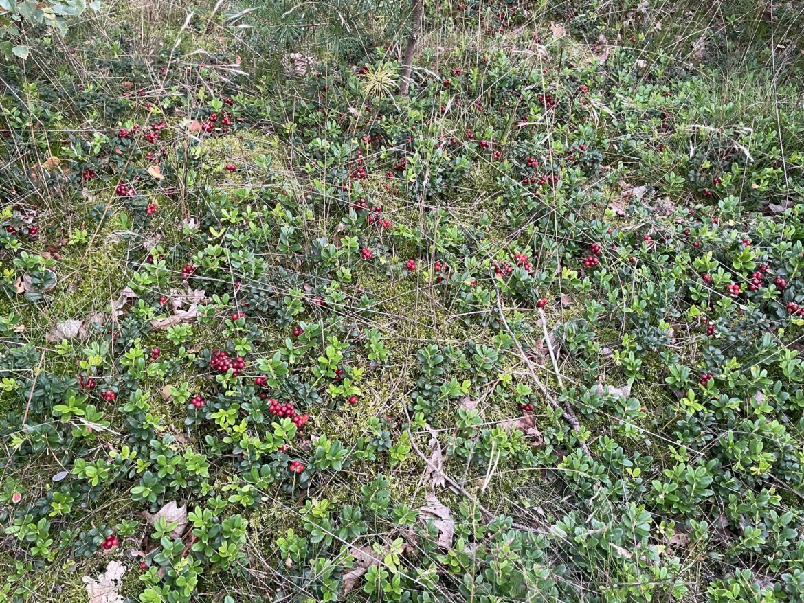 The Lingonberries are going crazy this year!
