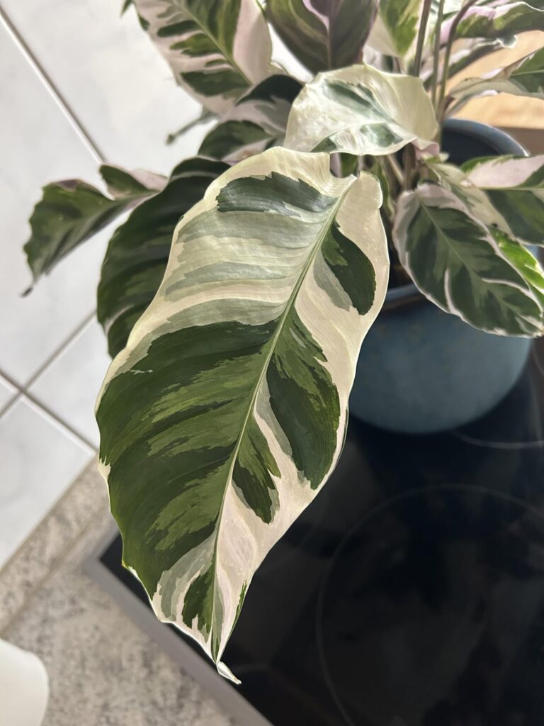 White Fusion White Fusion