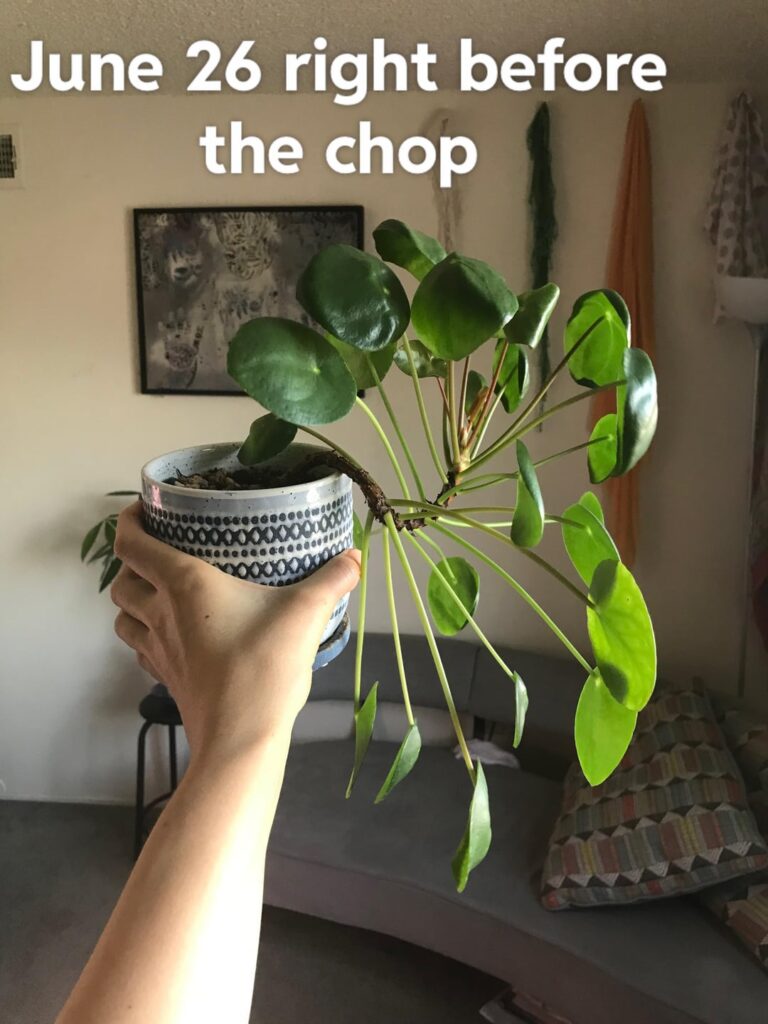 2 month progress on pilea beheading