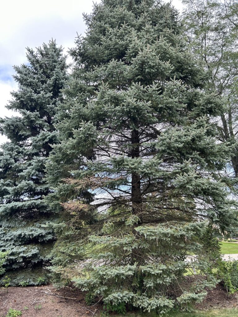 What is happening to my tree? What is happening to my tree?