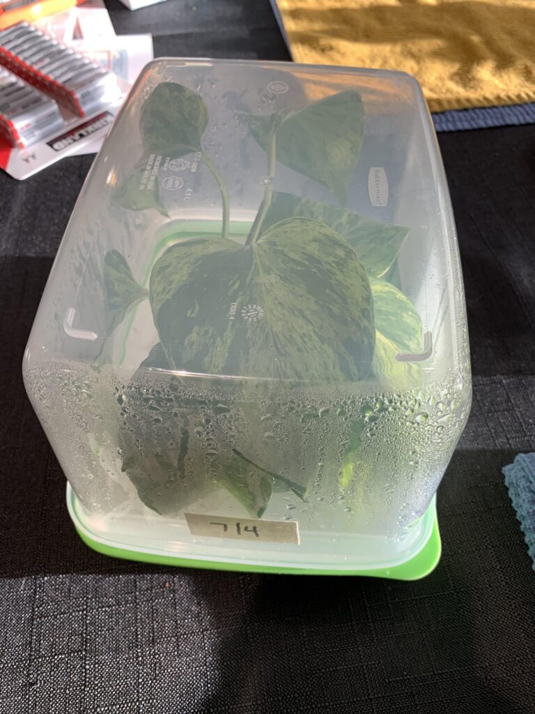 Made a humidity dome using an unused produce container. Worked amazing well for my Marble Queen cuttings!