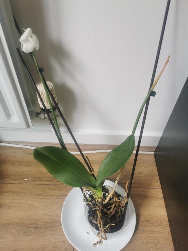 Shall I cut some of these roots?