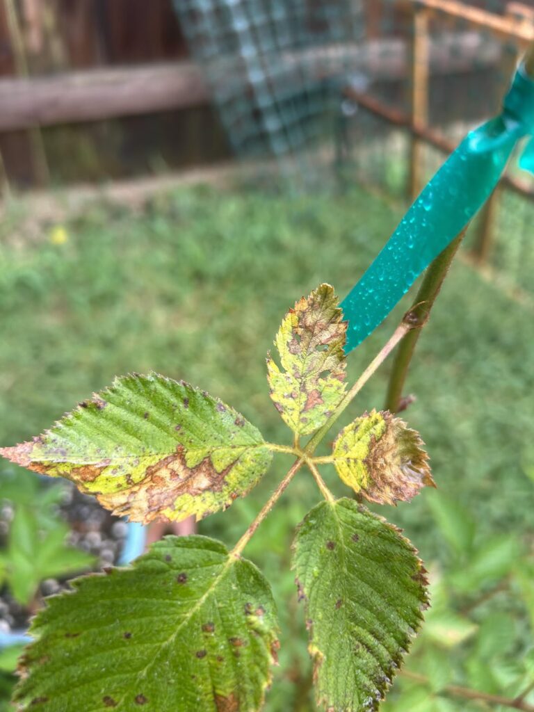 Blackberry rust?