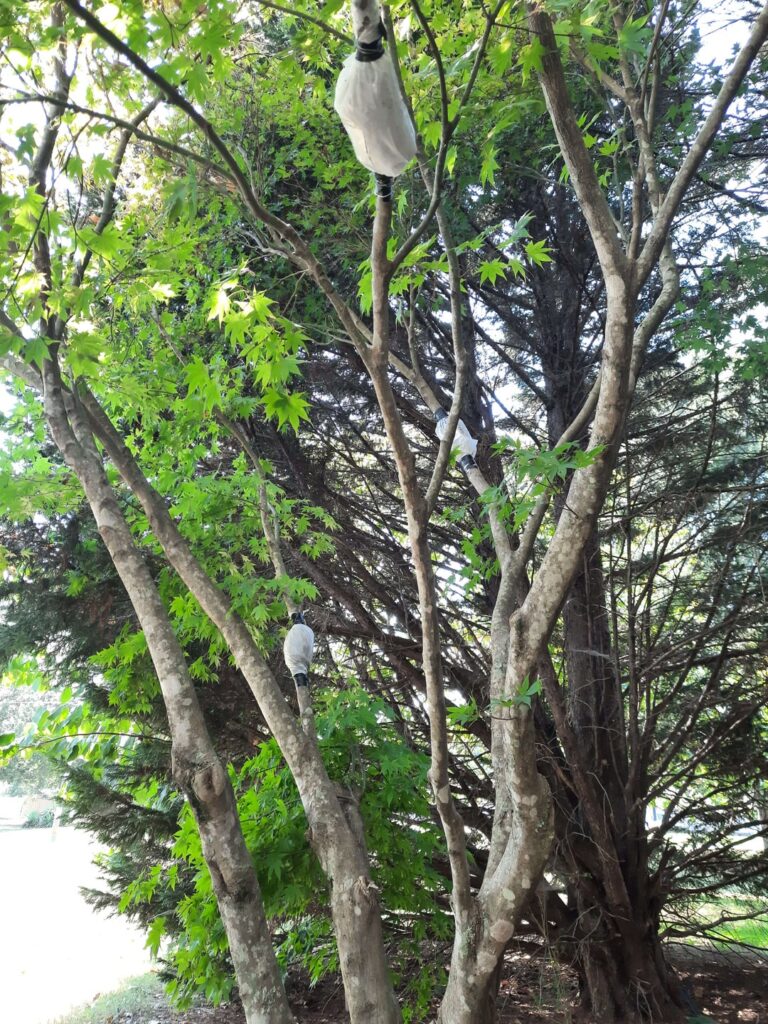 I did 4 air layers today, 3 on a Japanese Maple and one on some kind of fig bush