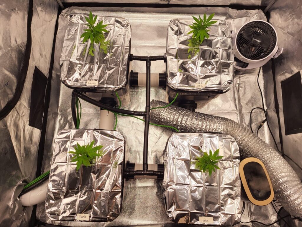 Colombian Gold clones - Day# 7 in the RDWC in Vivosun 5x5 w/ SGS & VSFD6500
