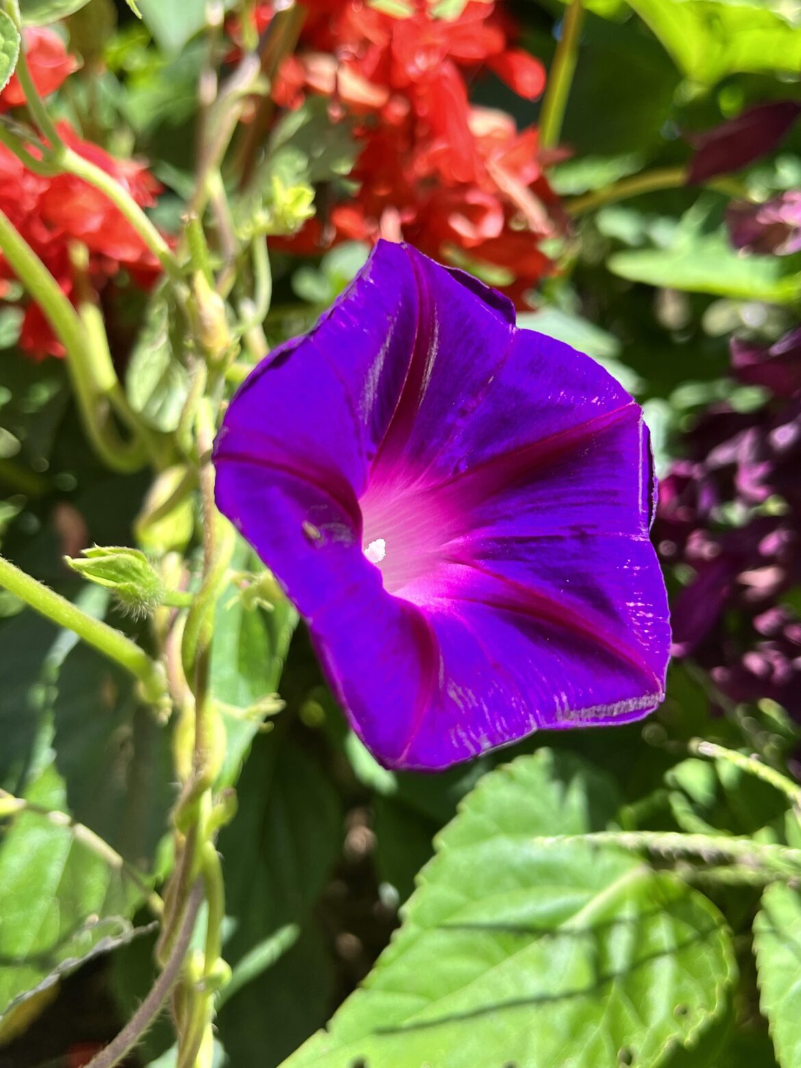 This central Illinoisan Beauty