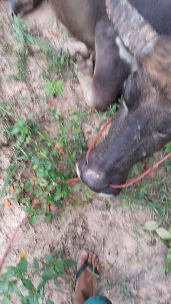 Would you ever get this close to a water buffalo? My baby is sick. She won't eat grass