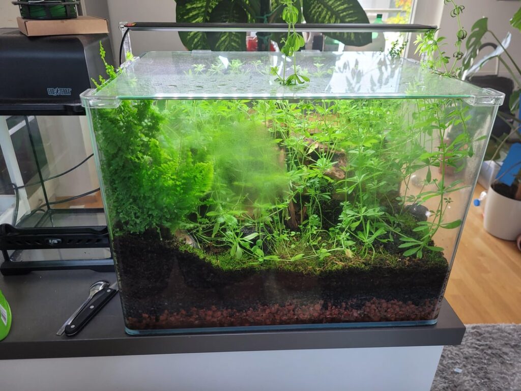 My 2 month old mossterrarium.
