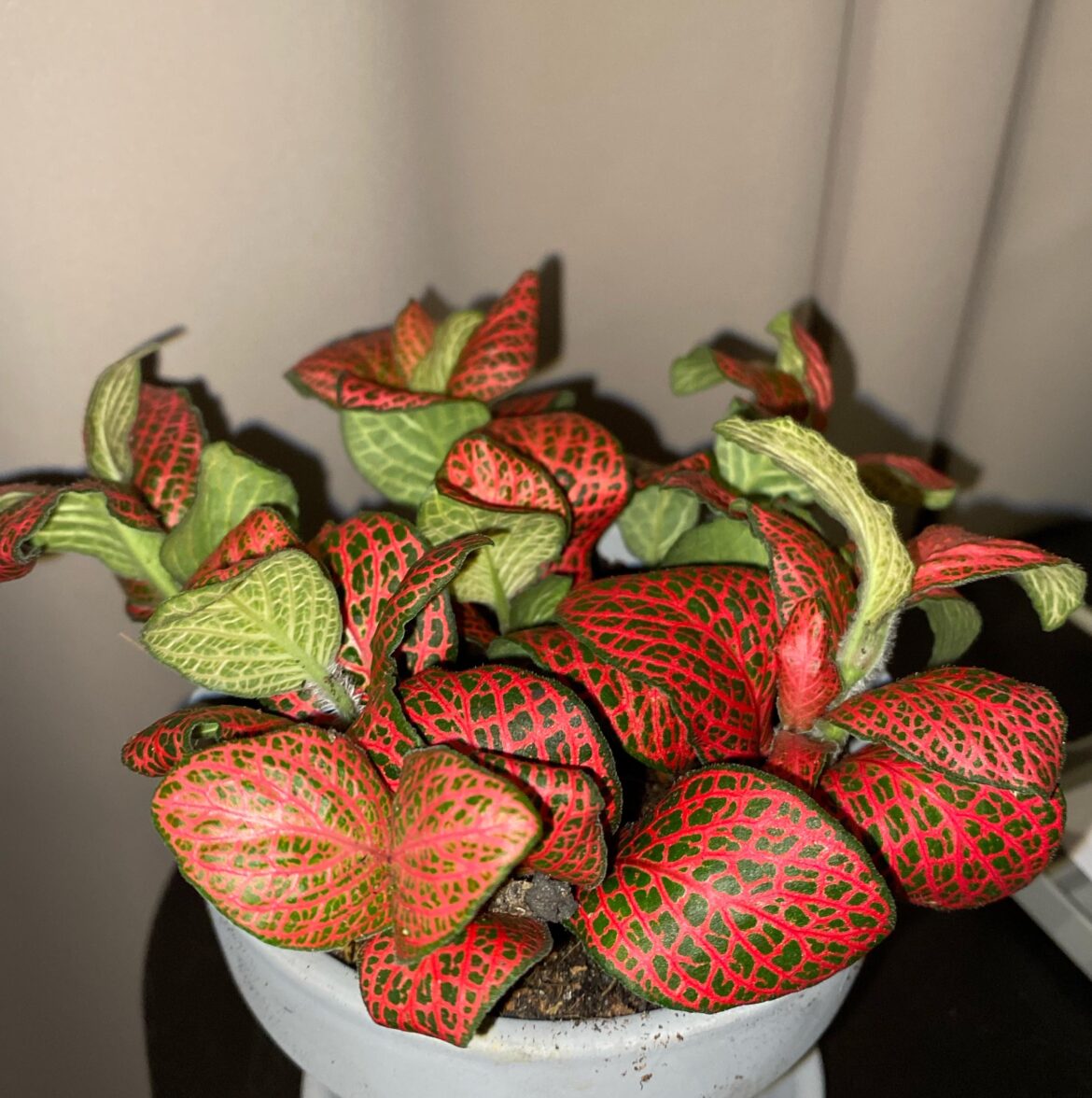 got this cutie today but didnt catch the name 😅