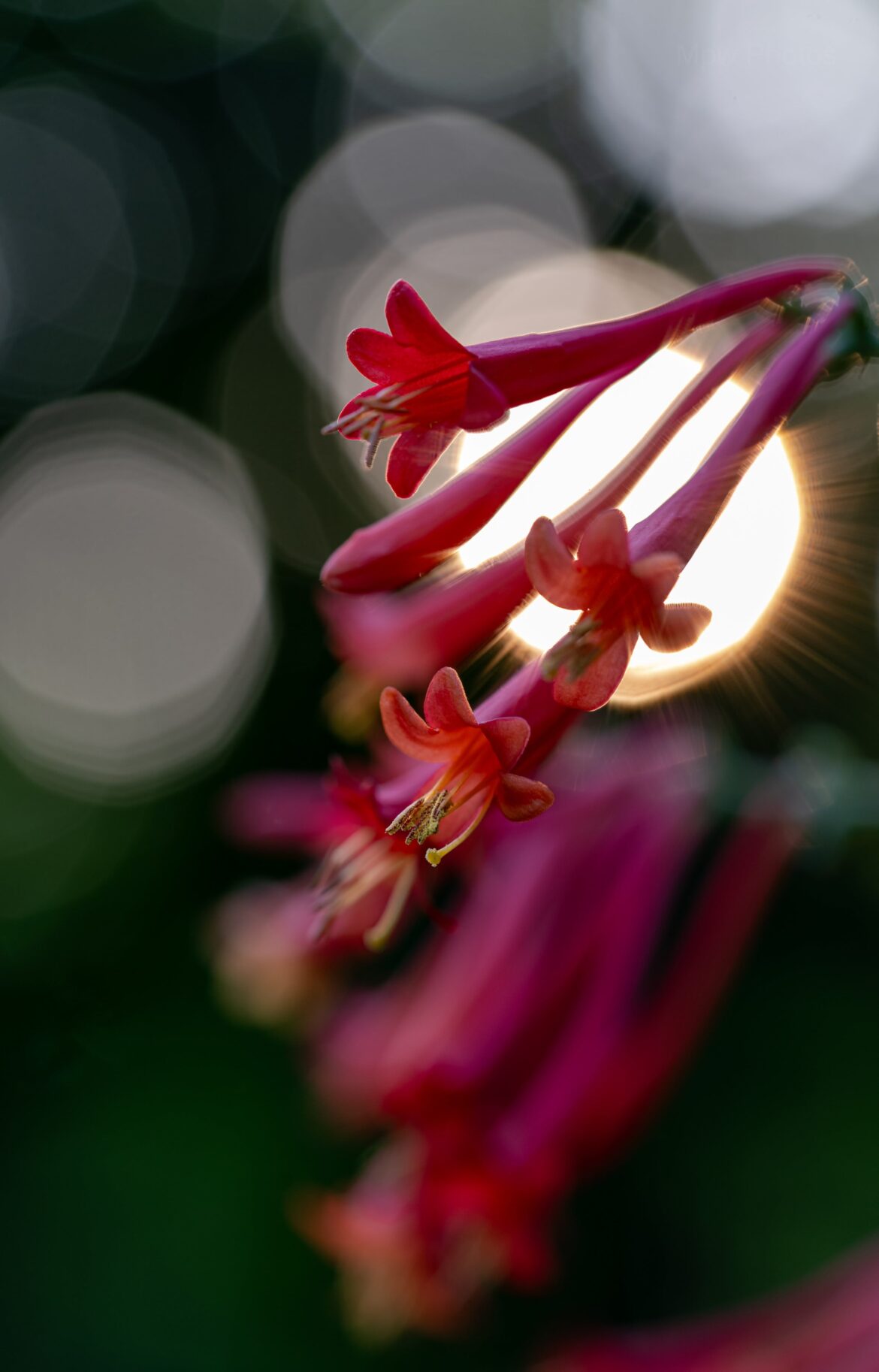 The new edition to my back yard, Major Wheeler Honeysuckle! Loving it