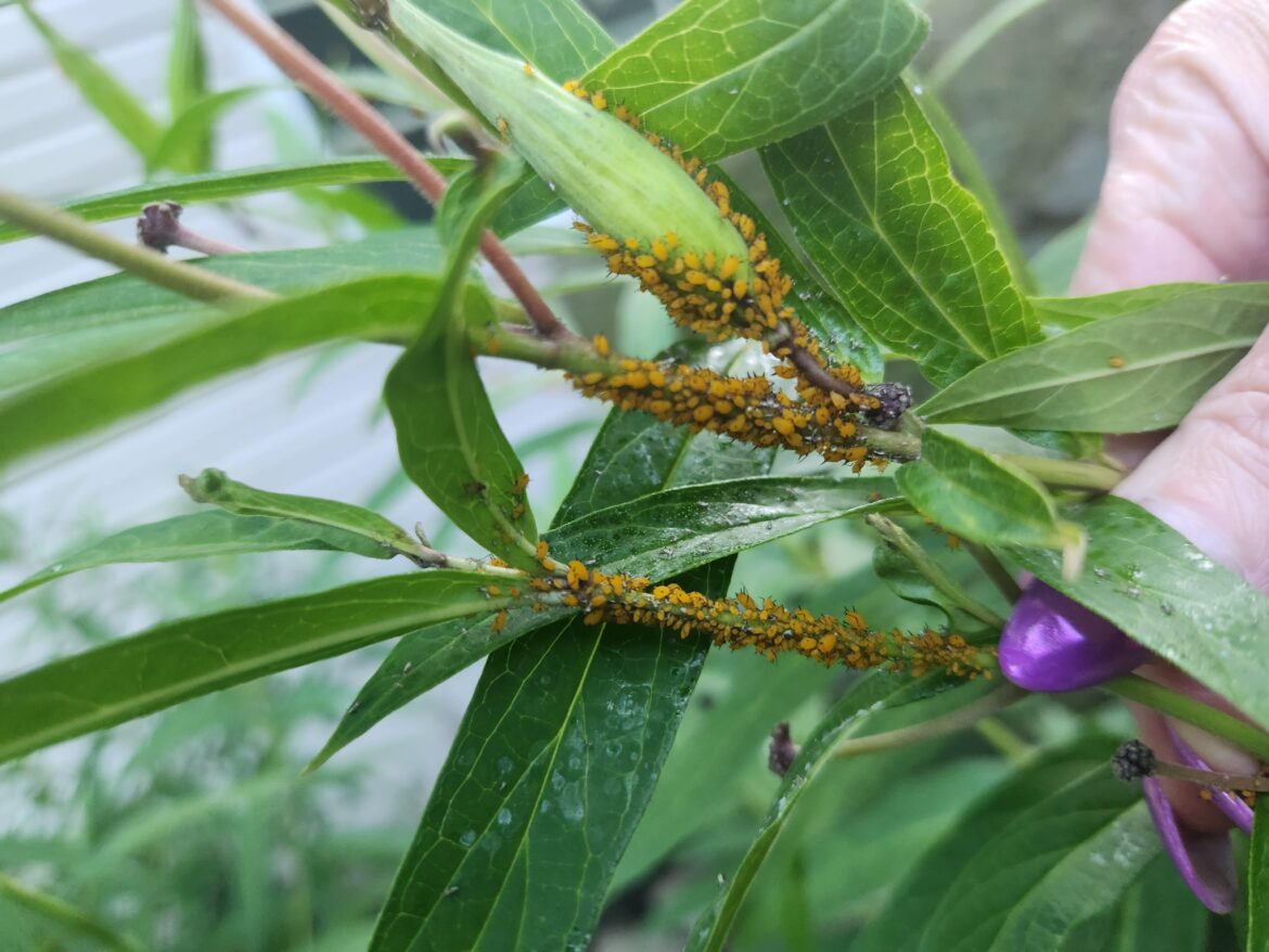 What are these orange blobs on milkweed plant
