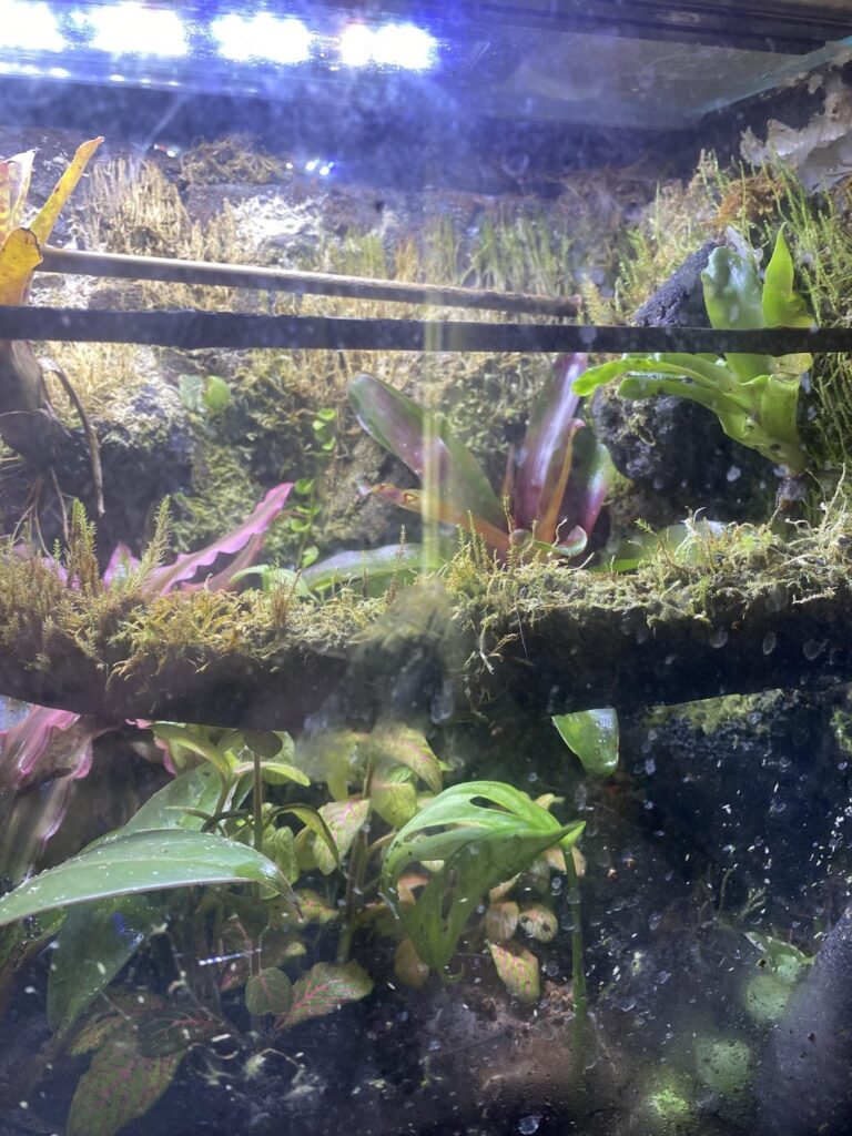How can I cover the back walls? I’ve had this vivarium for about 8 months, but hardly any growth. Tips? Plants? Sorry for the bad photos by the way.