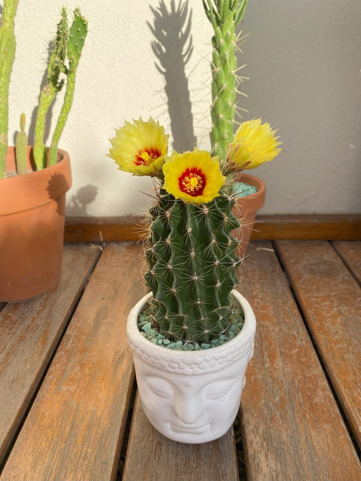 I feel that my cactus is happy with its new flowers 🌻