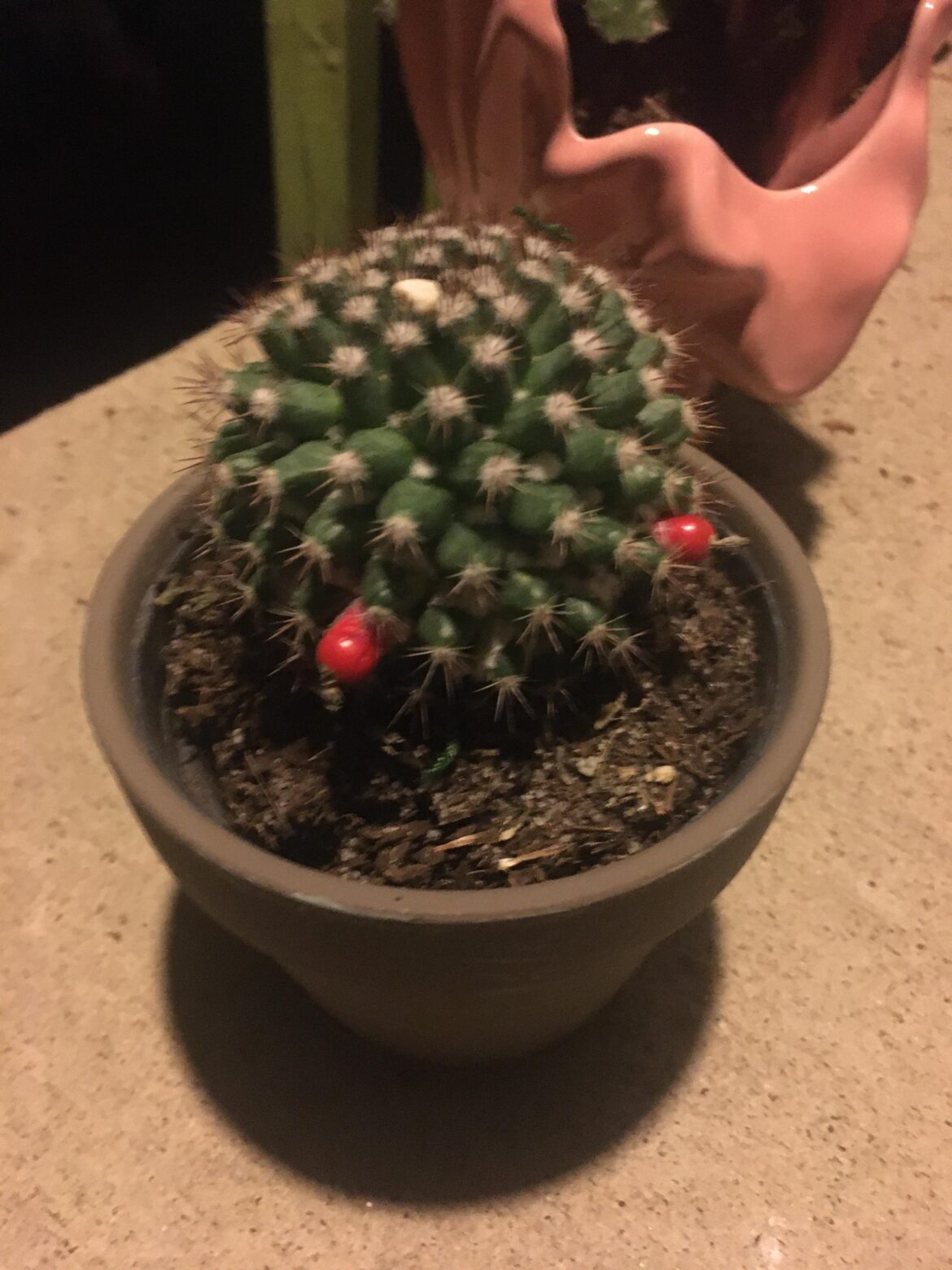 yoo do i have to worry about my other cacti dunking on him for his acne