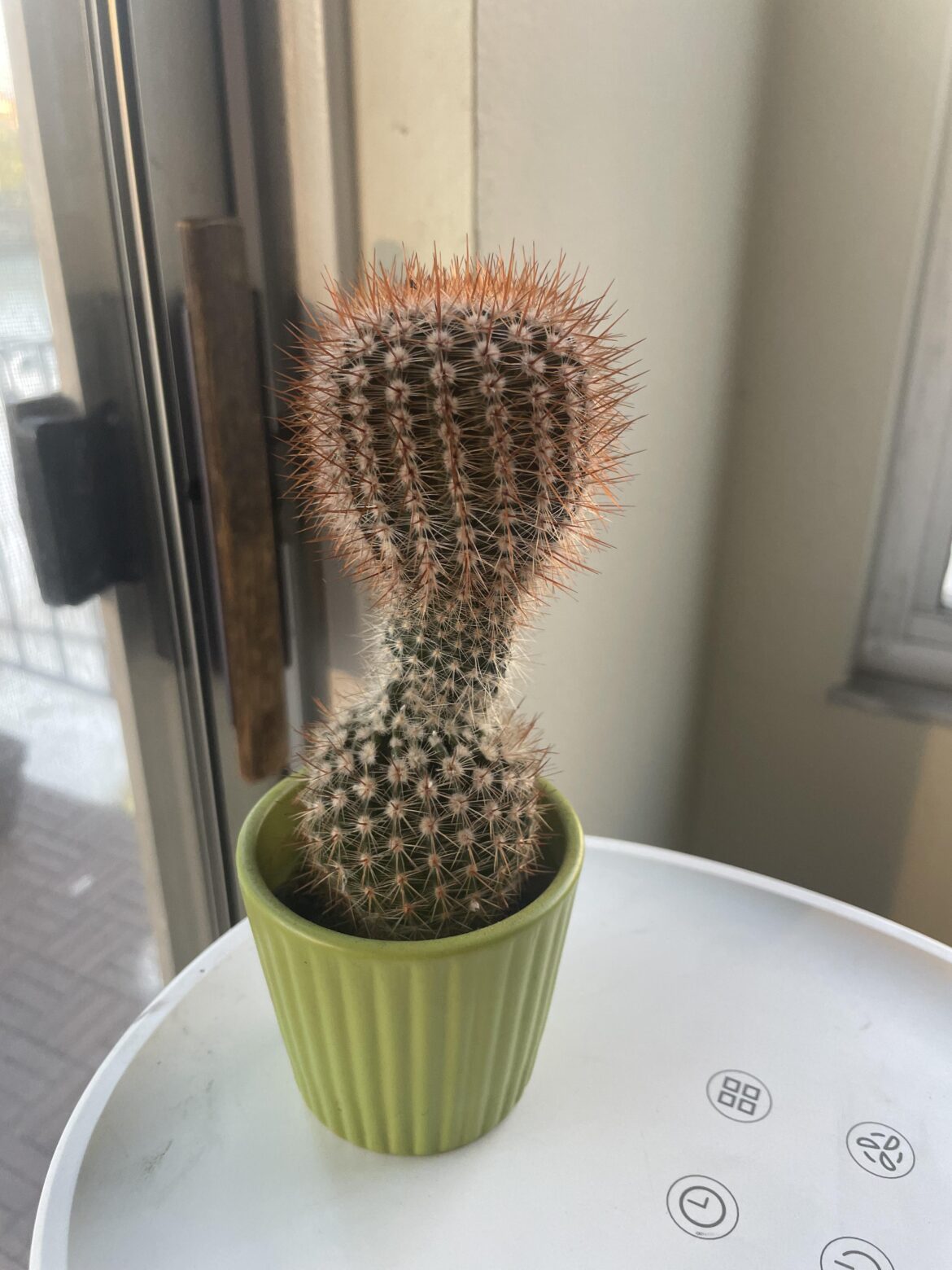 What’s happening to my cactus?