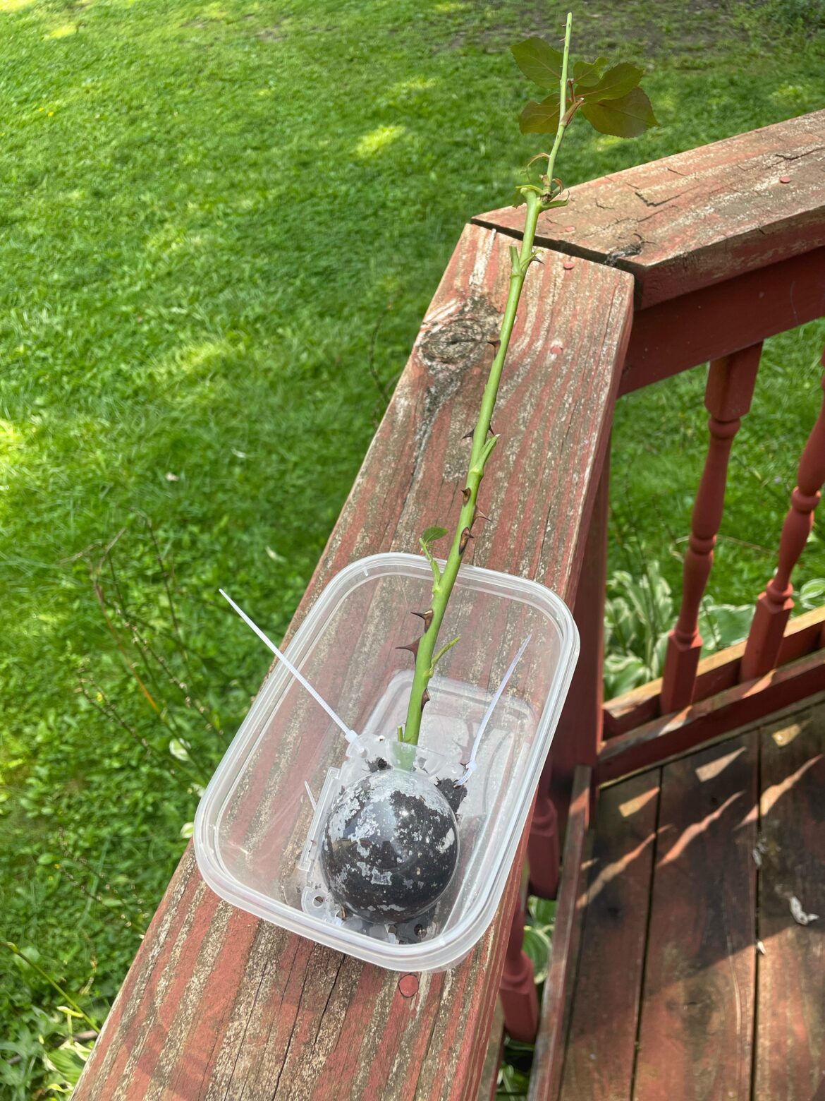 First timer .. using a bulb thing , hope I did it right !