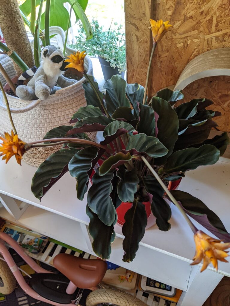 Freshly bought Crocata Freshly bought Crocata