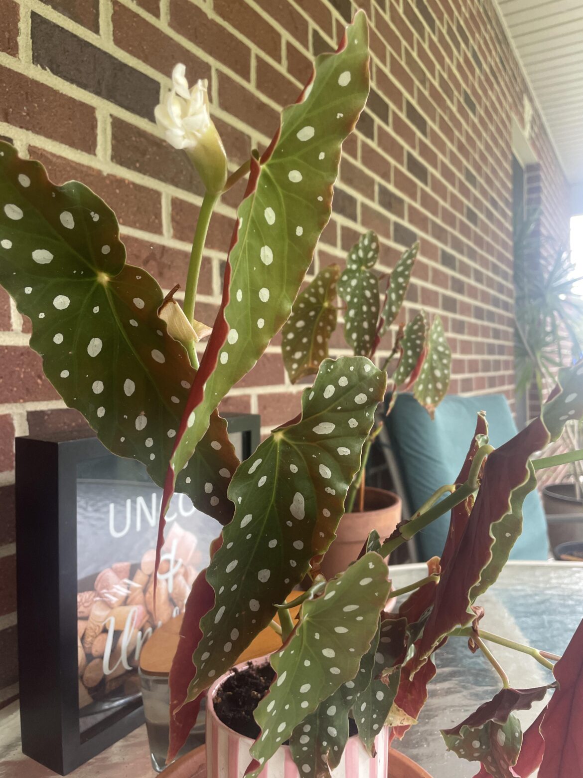 My first flower. I know it isn’t much compared to other posts, but I am ecstatic!