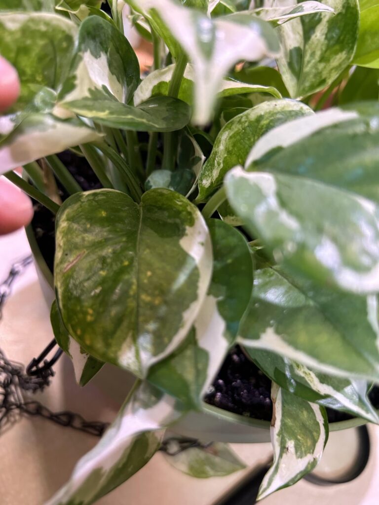 Help my pothos idk what’s wrong