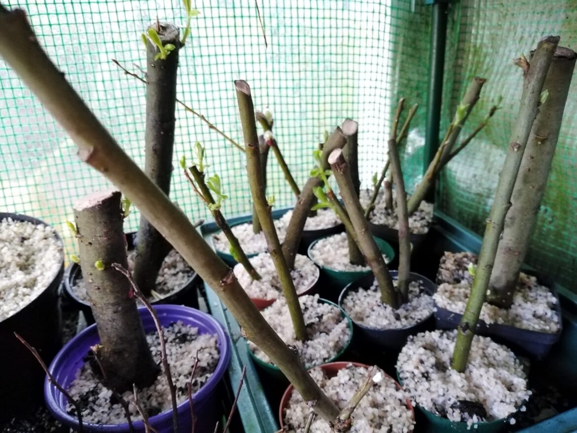 Goat Willow (Salix caprea) hardwood cuttings - two weeks from collection