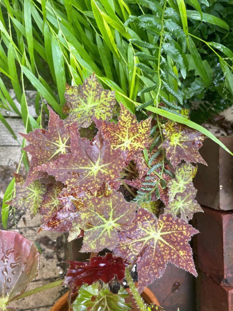 Begonias who enjoyed all the rain today