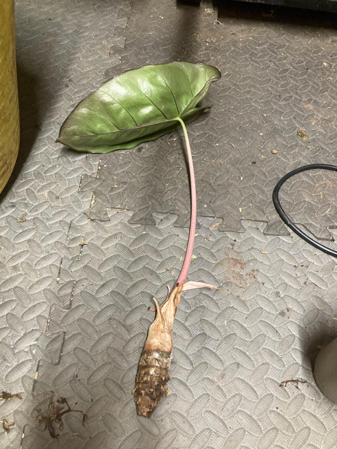 Can someone help me with this alocasia pink dragon