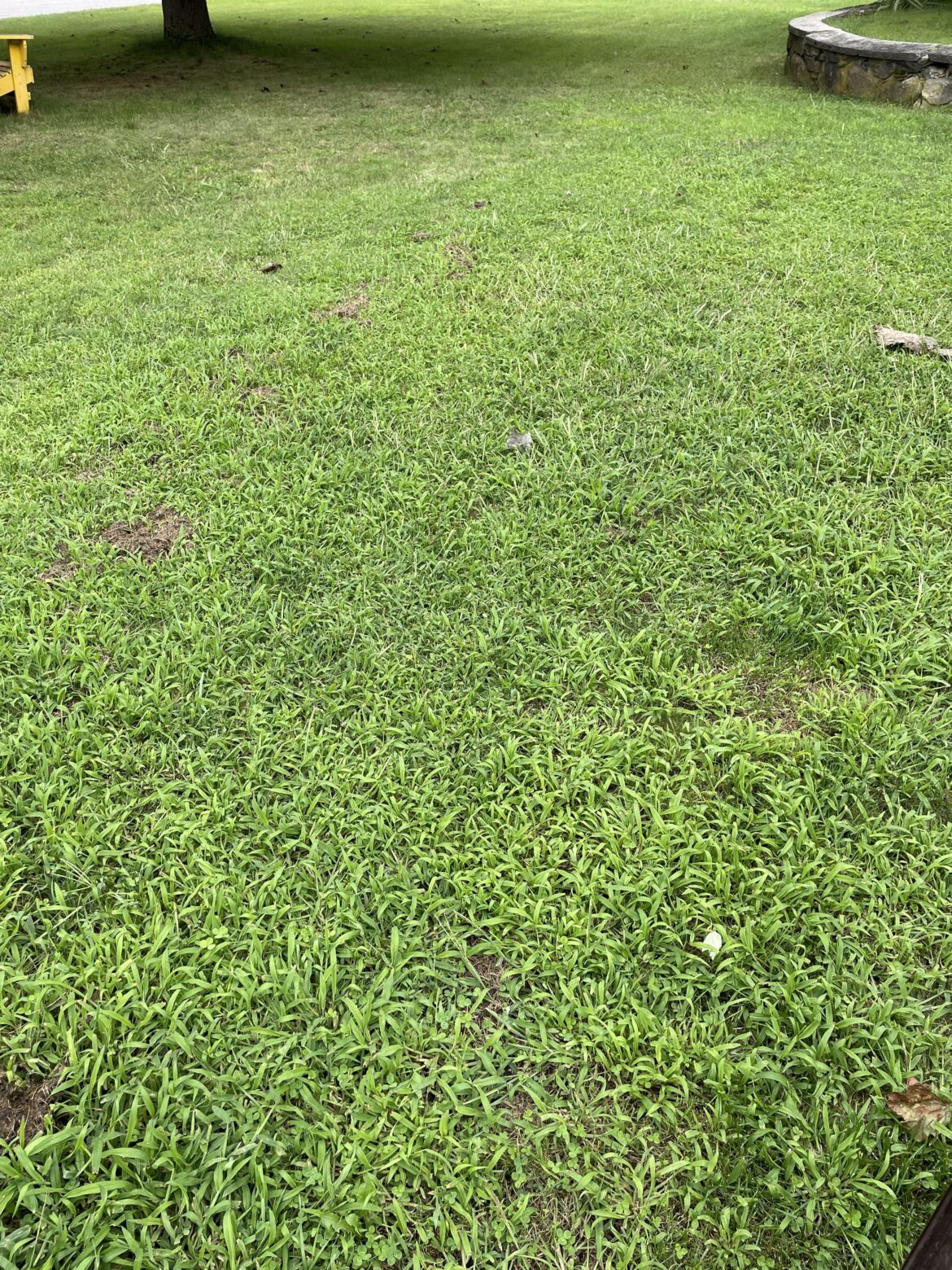 How long should I mow my crabgrass lawn?